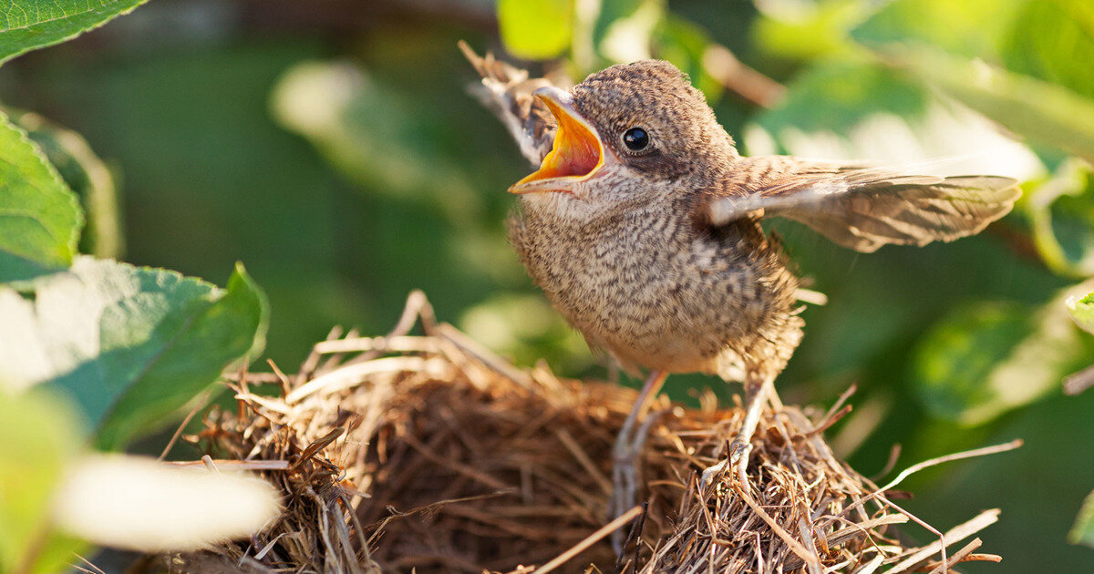 Птица учит птенца. Птенец летит. Птицы весной. Птица прыгает. Гнездовые птицы.