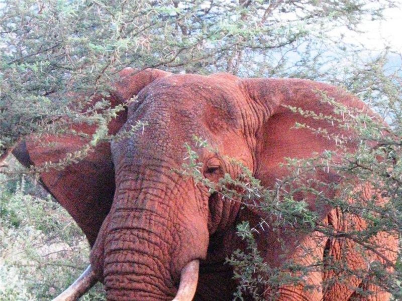Существуют ли розовые слоны на самом деле? | WOW FACTS | Дзен