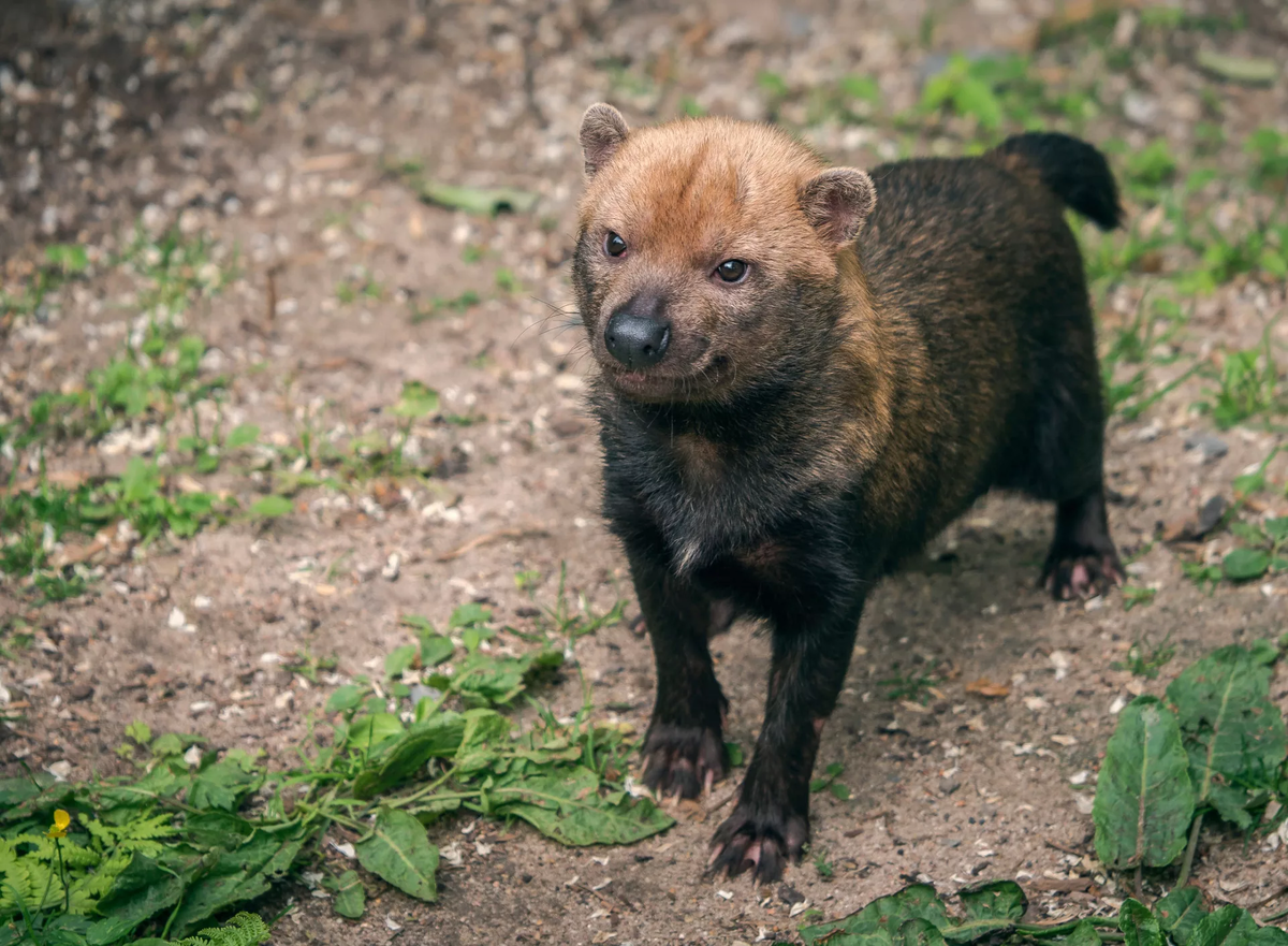 я: - мам, давай заведём выдру! 
мама: - нет, у нас уже есть выдра дома!
выдра дома: