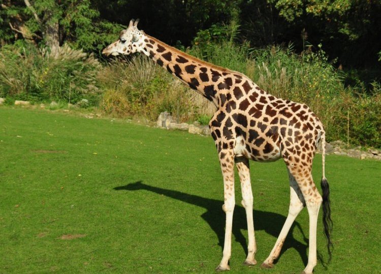 Нубийский жираф.