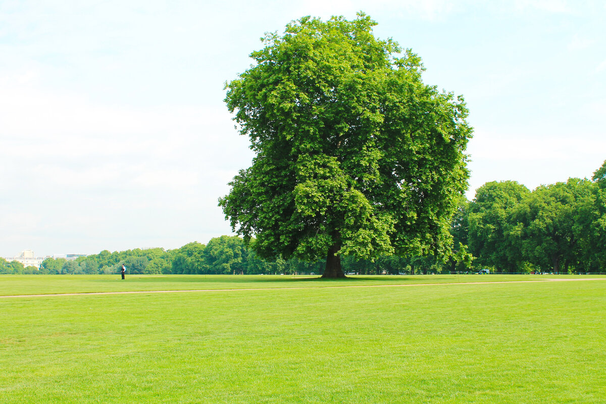 Никого, один лишь полисмен вдали