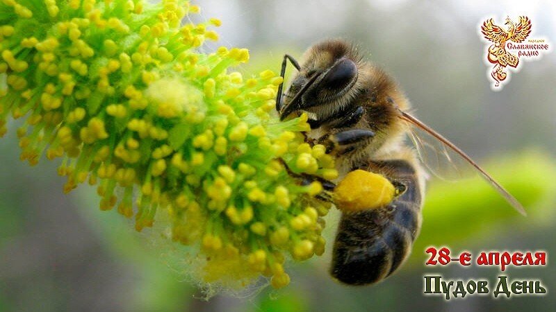 Праздник пчёл