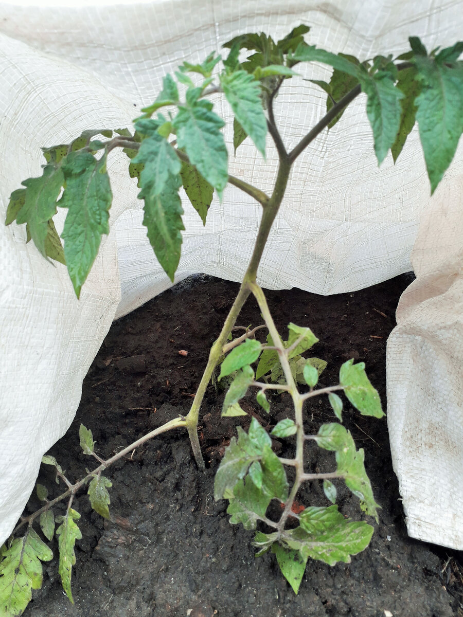 Притените томаты обязательно, иначе солнечные ожоги обеспечены!