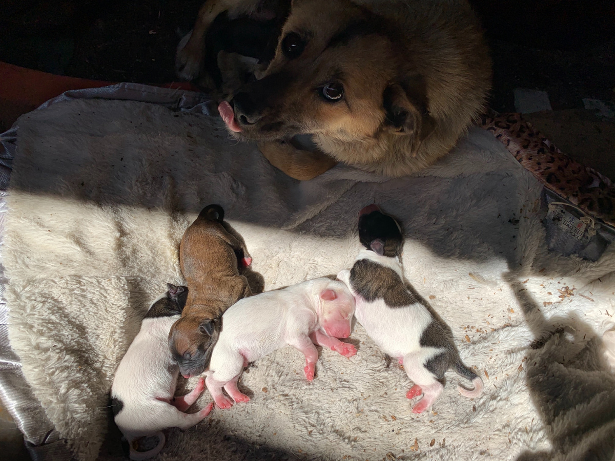 Хочу начать историю о том, как наша собачка подарила нам шестерых замечательных щенят! Правда на фотографии их только 4😄, просто другие лежат возле матери. А история такая: вообще мамочку этих щенят нам принесла наша соседка, так как у них самих много было их, и она просто решила раздать им тем, у кого не было собак. А у нас то и не было собаки, потому что предыдущих наших собак травила бабушка, которая жила в соседнем доме. Конечно же она боялась за своих кур, хоть и наши собаки всегда были на привязи она просто заходила к нам во двор, когда нас не было дома, либо кидала отравленную еду через забор. Ну и собаки в свою очередь лакомились ее, а мы попросту не знали что она их чем то пичкает. Это очень грустно 😢 потерять нескольких питомцев из за выдумок бабули. В итоге мы решили что не будем брать собачек, ведь исход нам был известен. И вот в один момент другая соседка принесла нам щеночка. Мы были очень рады и в тоже время боялись за неё😔. На каким то образом ее бабуля не трогала. К счастью, эта собачка выросла, окрепла и принесла нам на свет чудесных щеночков. Это ее первые детки🥰. В этот день я приехала с работы и мама рассказала мне эту новость. Я на радостях побежала к ним, такие маленьких комочков я не видела ни разу. Комочки счастья. Сейчас прошло уже где то два месяца, щеночки окрепли и стали очень шаловливыми , начали кушать с мисочки, но мамочка почему то подумала что ей хватит уже им давать молоко(. А сейчас мы ищем тех, кто хочет взять себе их, просто так. А что самое интересное это то что это бабуля сама попросила  у нас взять щенка, внуки попросили.  