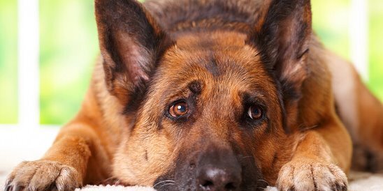 Начало здесь - Граф, не смей стягивать с меня одеяло, у меня выходной и я хочу наконец-то от души выспаться. Валера повернулся на другой бок и укрылся с головой, но не тут-то было.