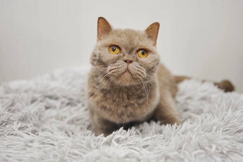 Кошка по имени Соня 