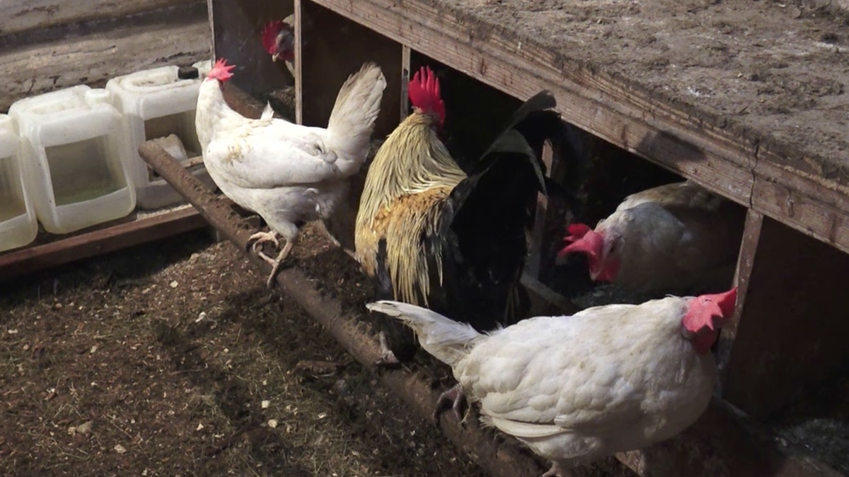 Петух выбирает гнёзда