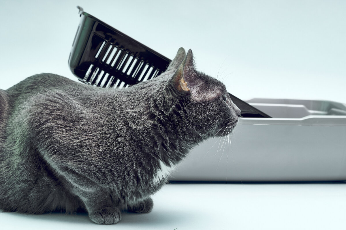 Кроме того, кошка может отказаться от походов в пустой лоток – эти звери любят тщательно закапывать свои отходы.