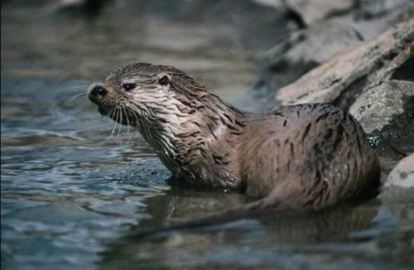 выдра. фото из https://ok.ru/ogorod.sad.dacha