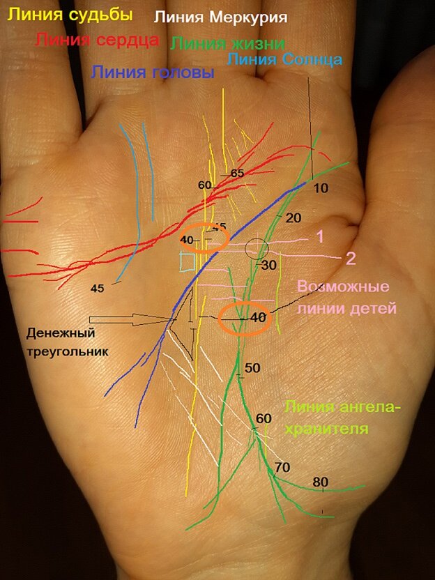 Линия жизни на картинке