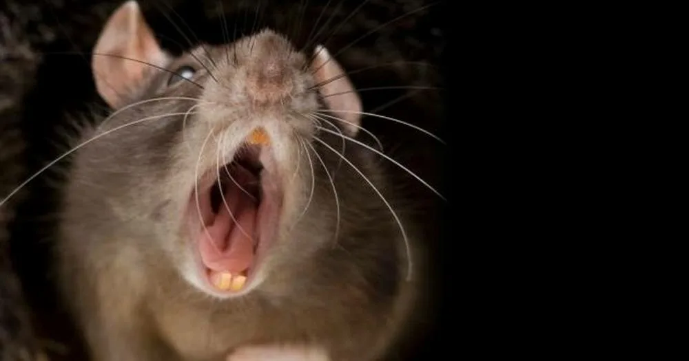 Почему крыса пищит
