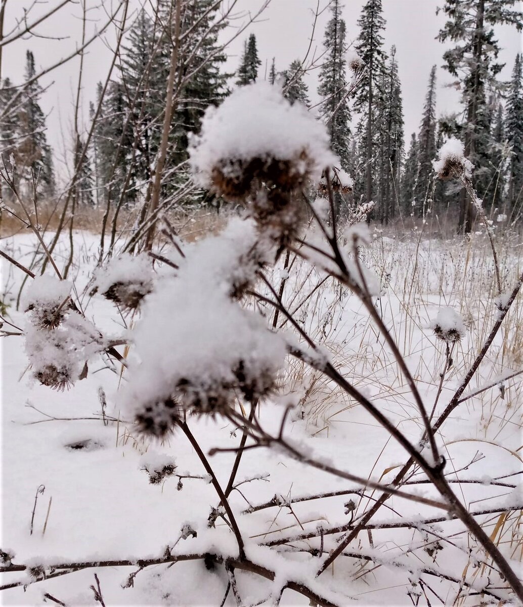 Колючки под пшистым снегом. Фото автора канала.