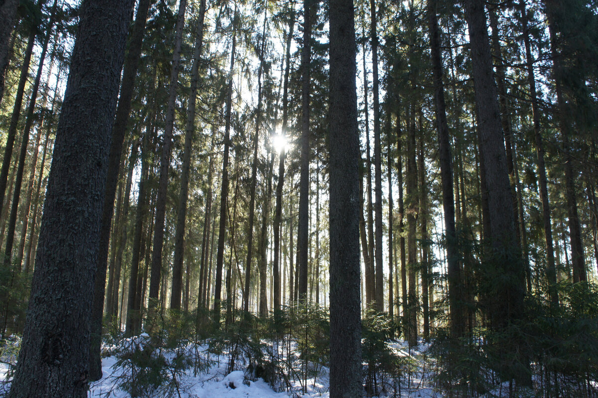 После лесной прогулки повышается работоспособность, появляется вдохновение и силы