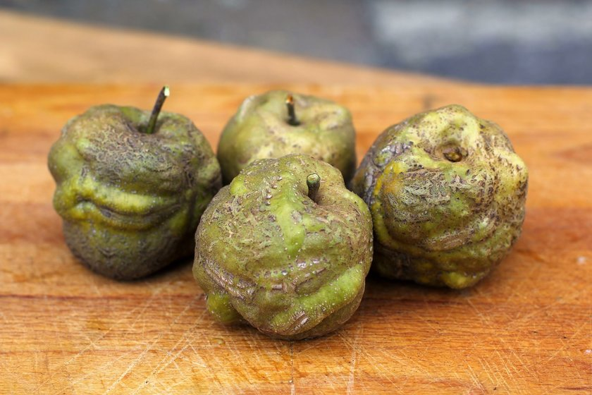 Нет, они не гнилые, это действительно такой сорт!