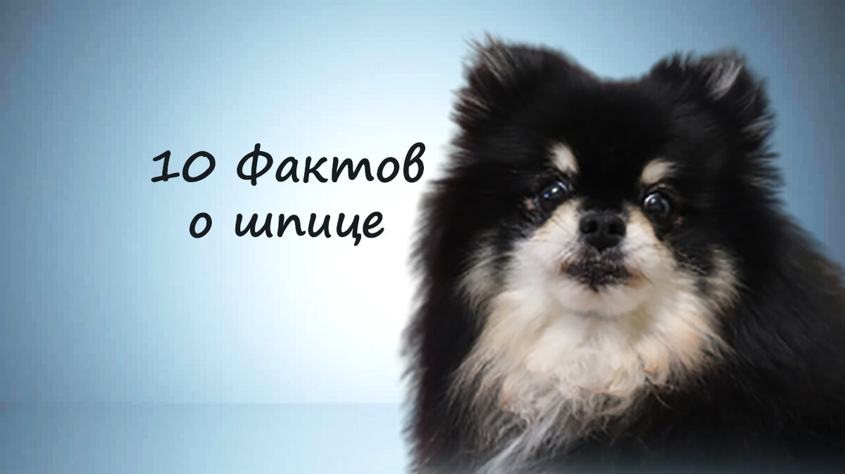 10 Фактов о шпице