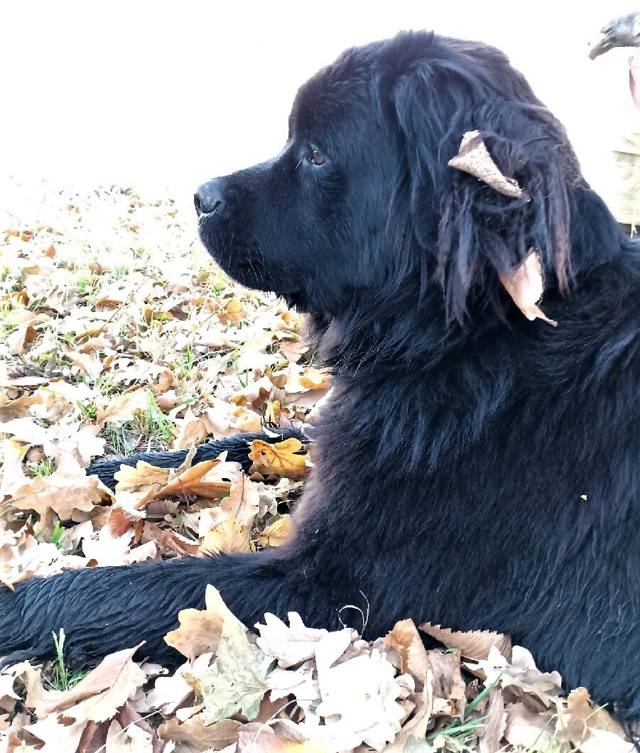 Прогулка в лесу, в прохладное время года - большой кайф для ньюфаундленда. Фото автора. 
