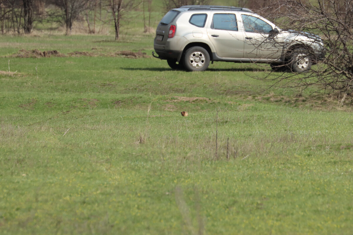 Первый сурок 