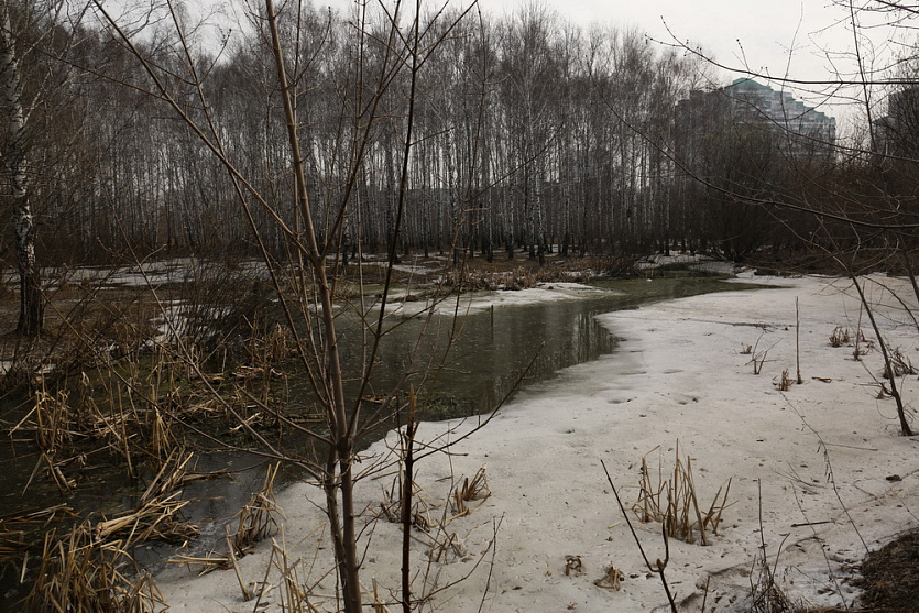 Фото: Ростислав Нетисов, nsknews.info