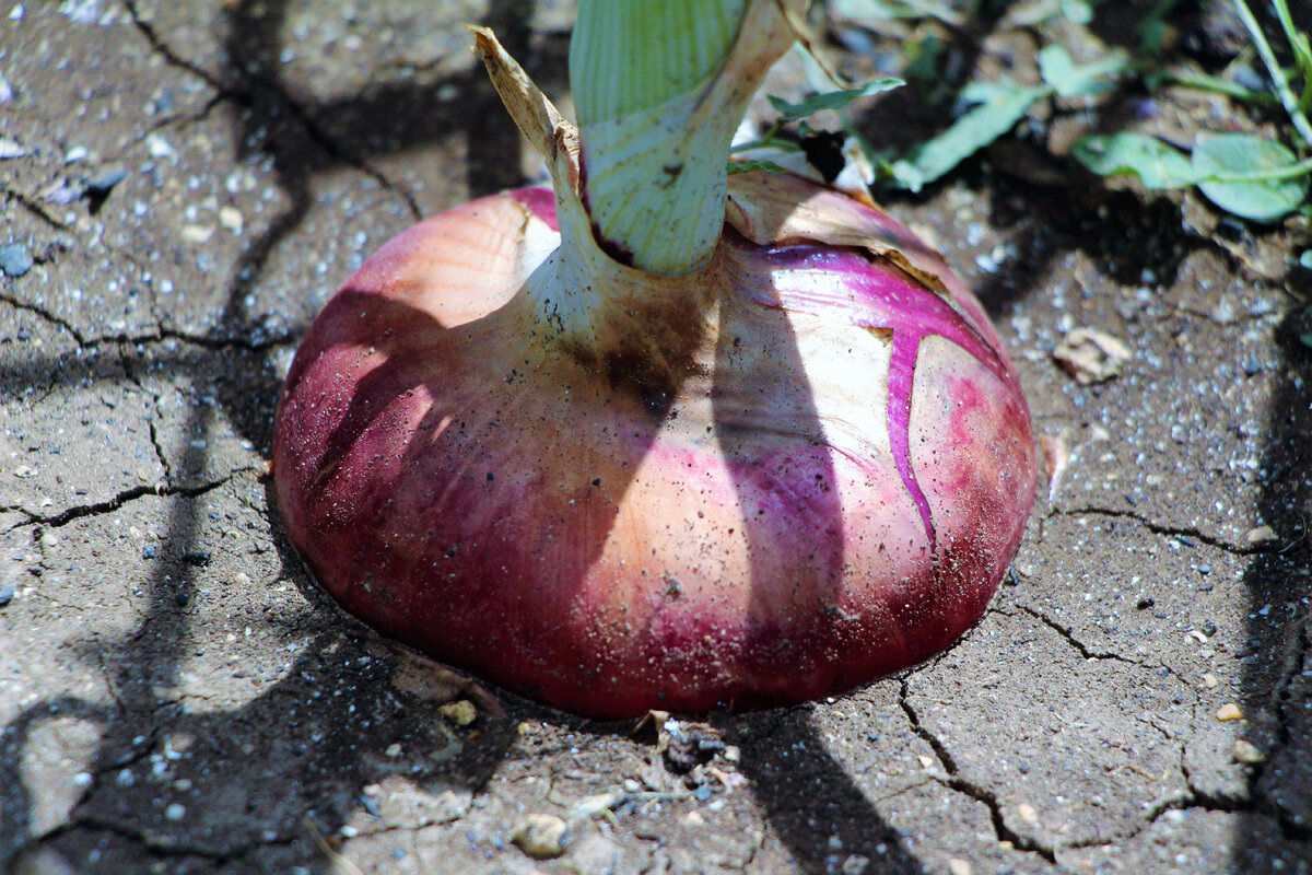 Ялтинский лук нашего урожая 2021 года.