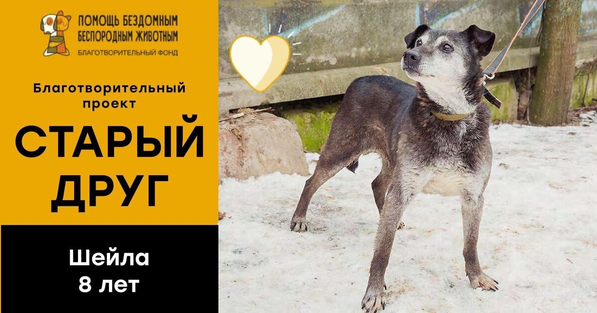 Шейла стала одной из первых кандидатов на пристройство по проекту "Старый друг"