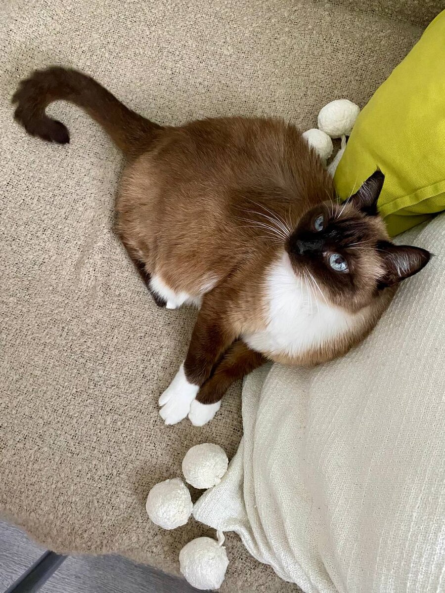 Моя кошка Лизочка 