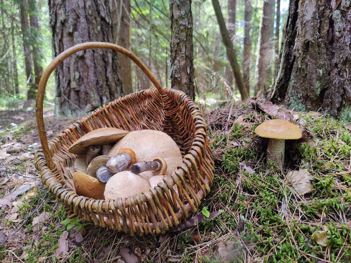 Просто подосиновики (фото Екатерины Семешко)