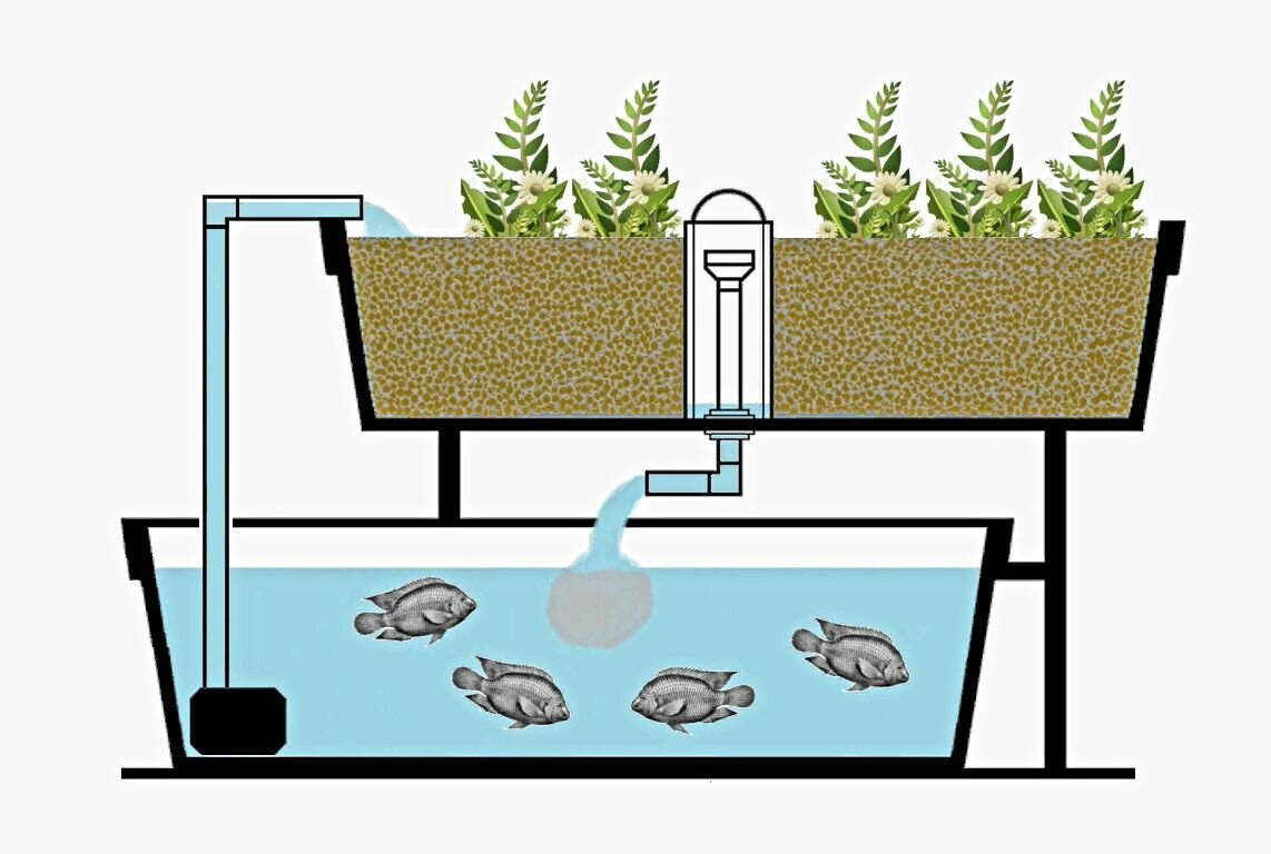 Аквапоника: рыбная и овощная фермы под одной крышей | FORUMHOUSE | Дзен