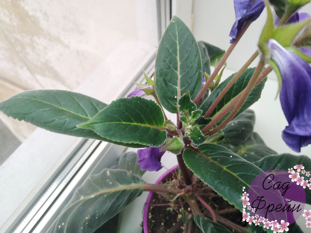 Зимовка глоксиний – что делать, если цветок внезапно проснулся во время периода покоя?