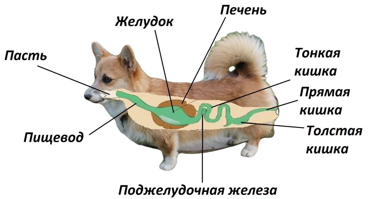 Панкреатит у собаки: симптомы, лечение и кормление