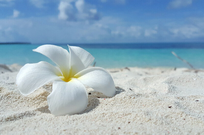 Цветок франжипани, фото с интернета