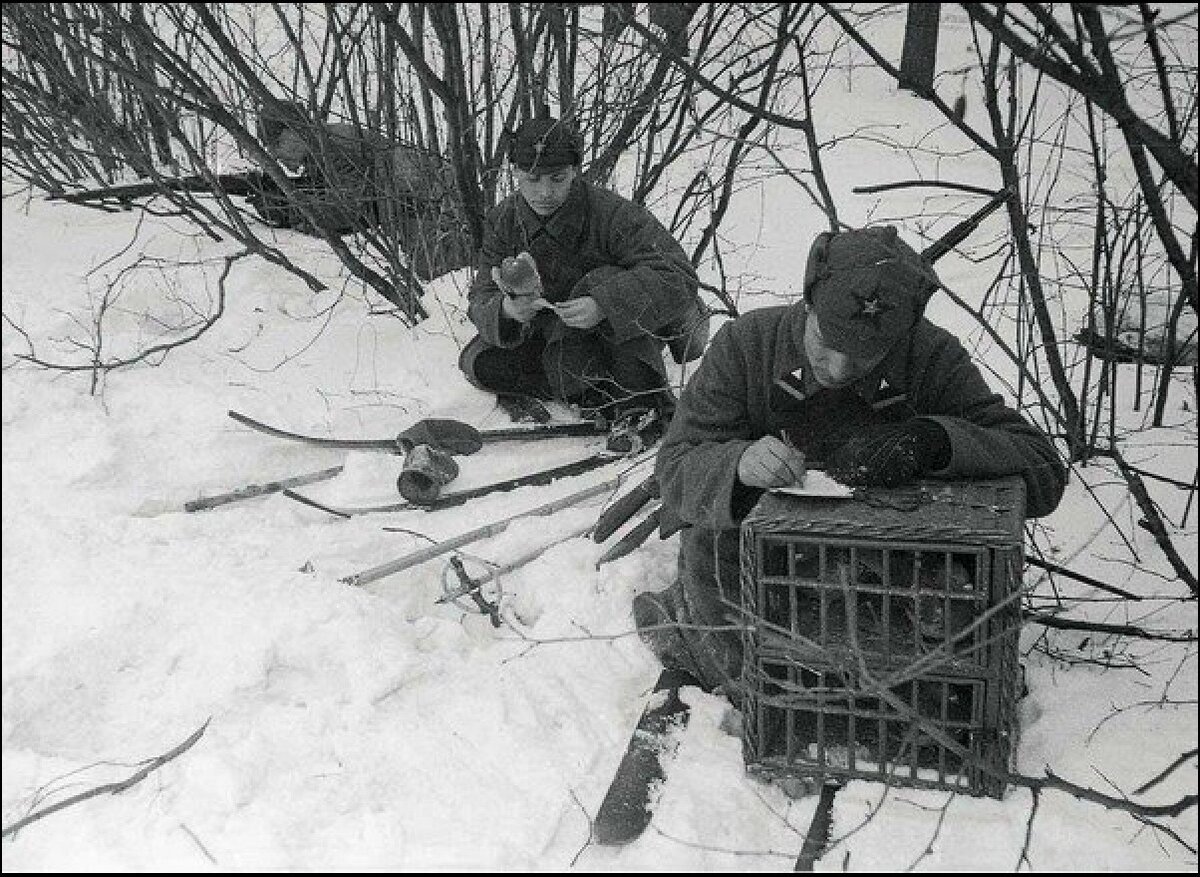 Голуби на войне 1941 1945 картинки