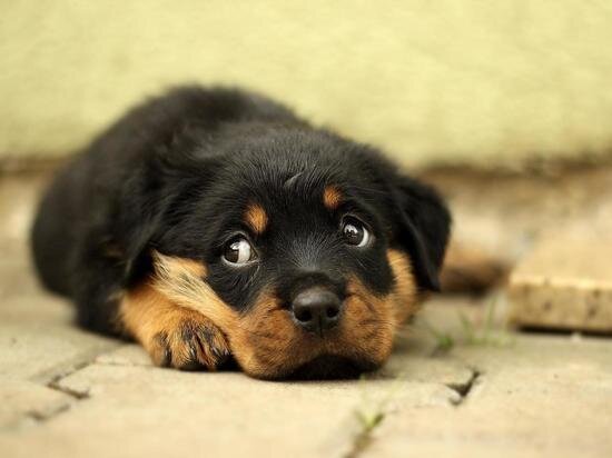     фото: pixabay.com