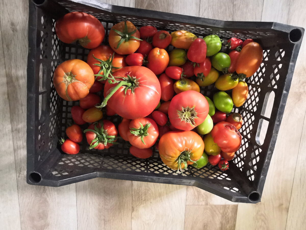 Собрала немного. как раз на диету