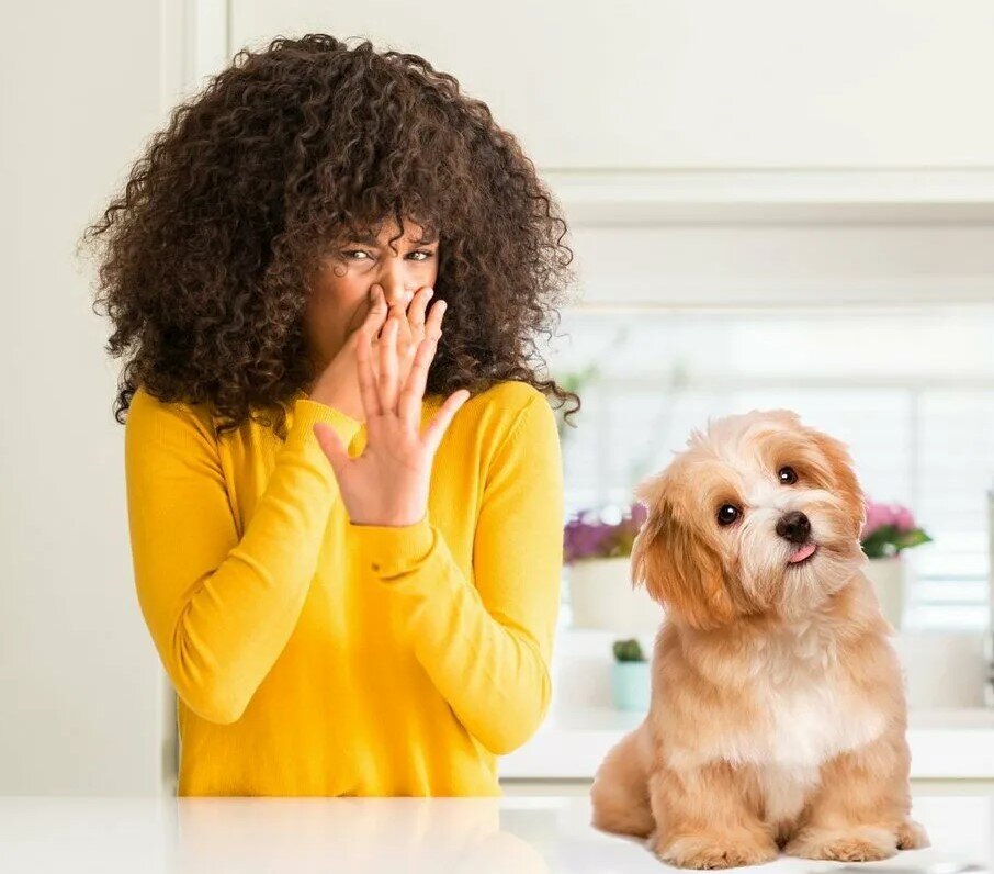 Собаки, как и другие млекопитающие, имеют характерный запах тела, который важен для внутривидовой коммуникации.