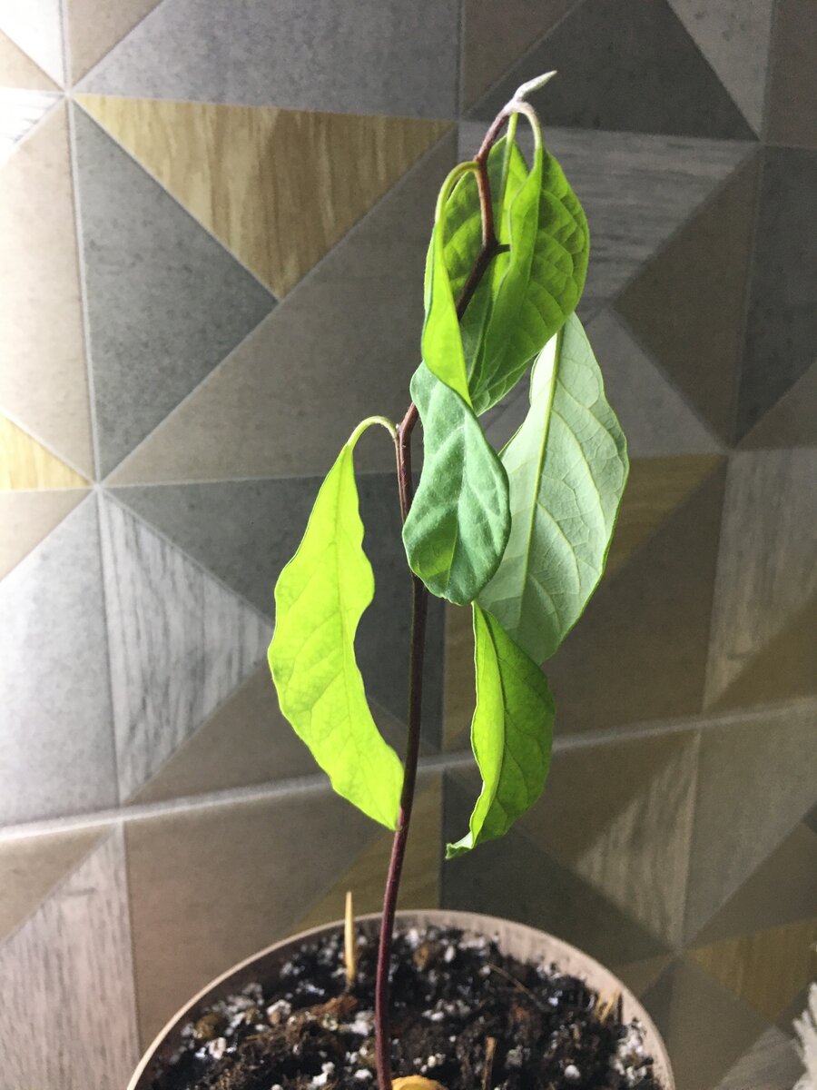 У авокадо повяли листья после пересадки