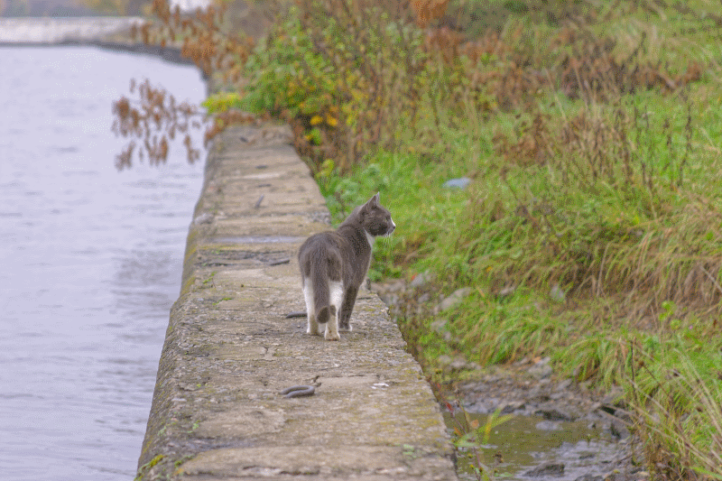 055. Гифка с Химкинским котиком.