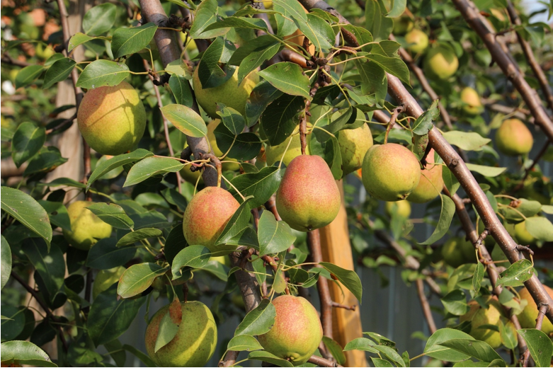 Ренклод теньковский. Груша осенняя любимица яковлева. Яблоня слива колоновидная. Сорт абрикоса кичигинский. Абрикос кичигинский дерево.