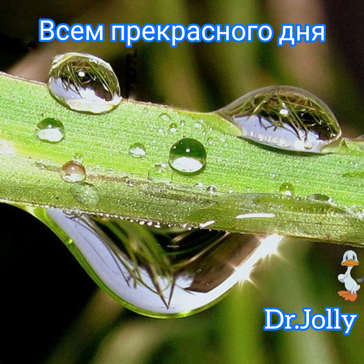 Dr.Jolly 
