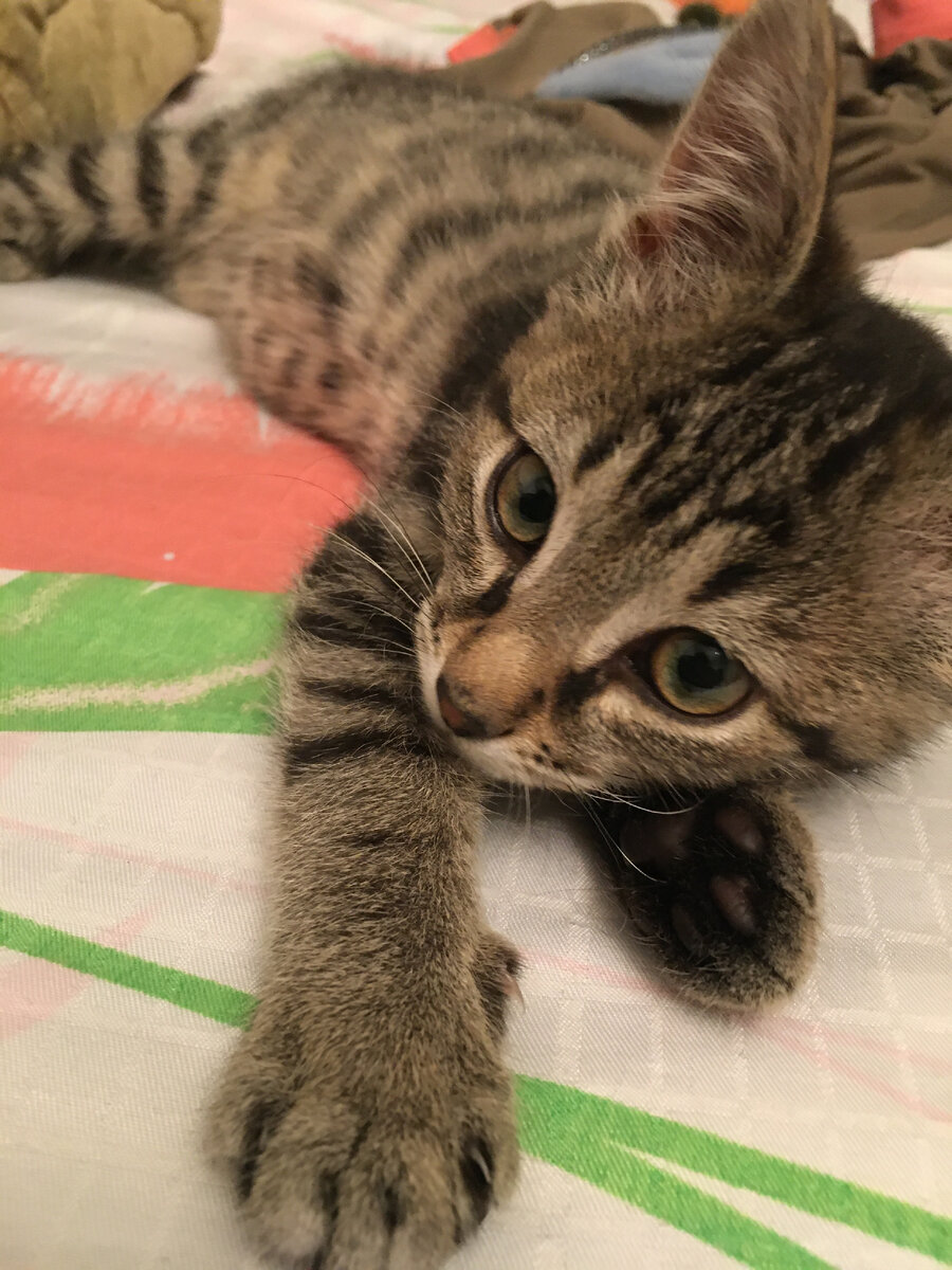 Хитрая полосатая морда. Но доверчивая.