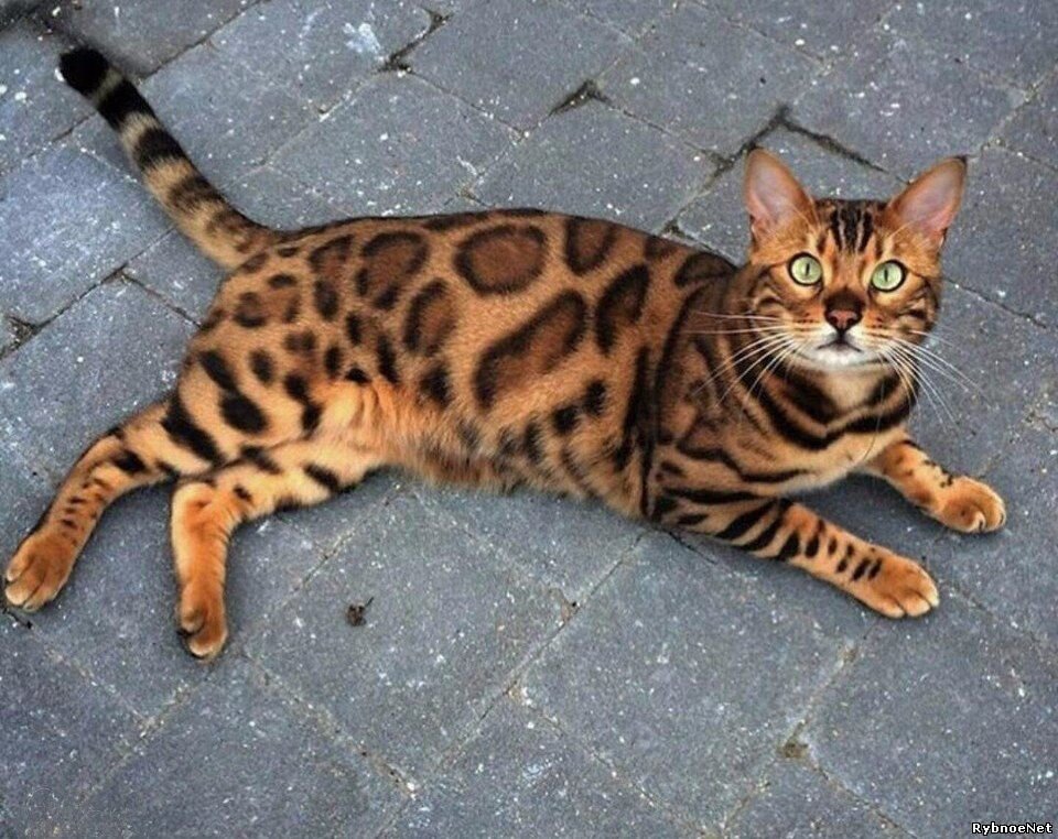 Бенгальская рыжая кошка