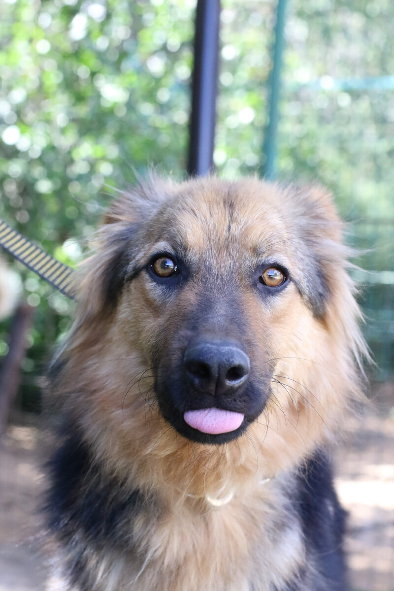 Антошка вырос :)