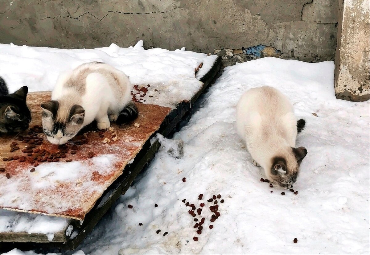 Котята очень красивые