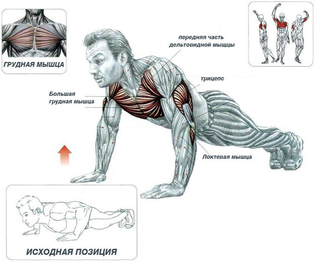 Упражнения для мышц груди