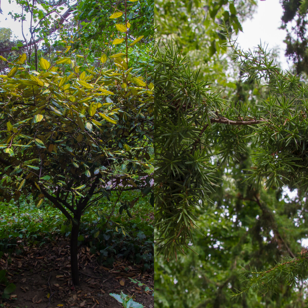 Падуб  остролистный/пихта