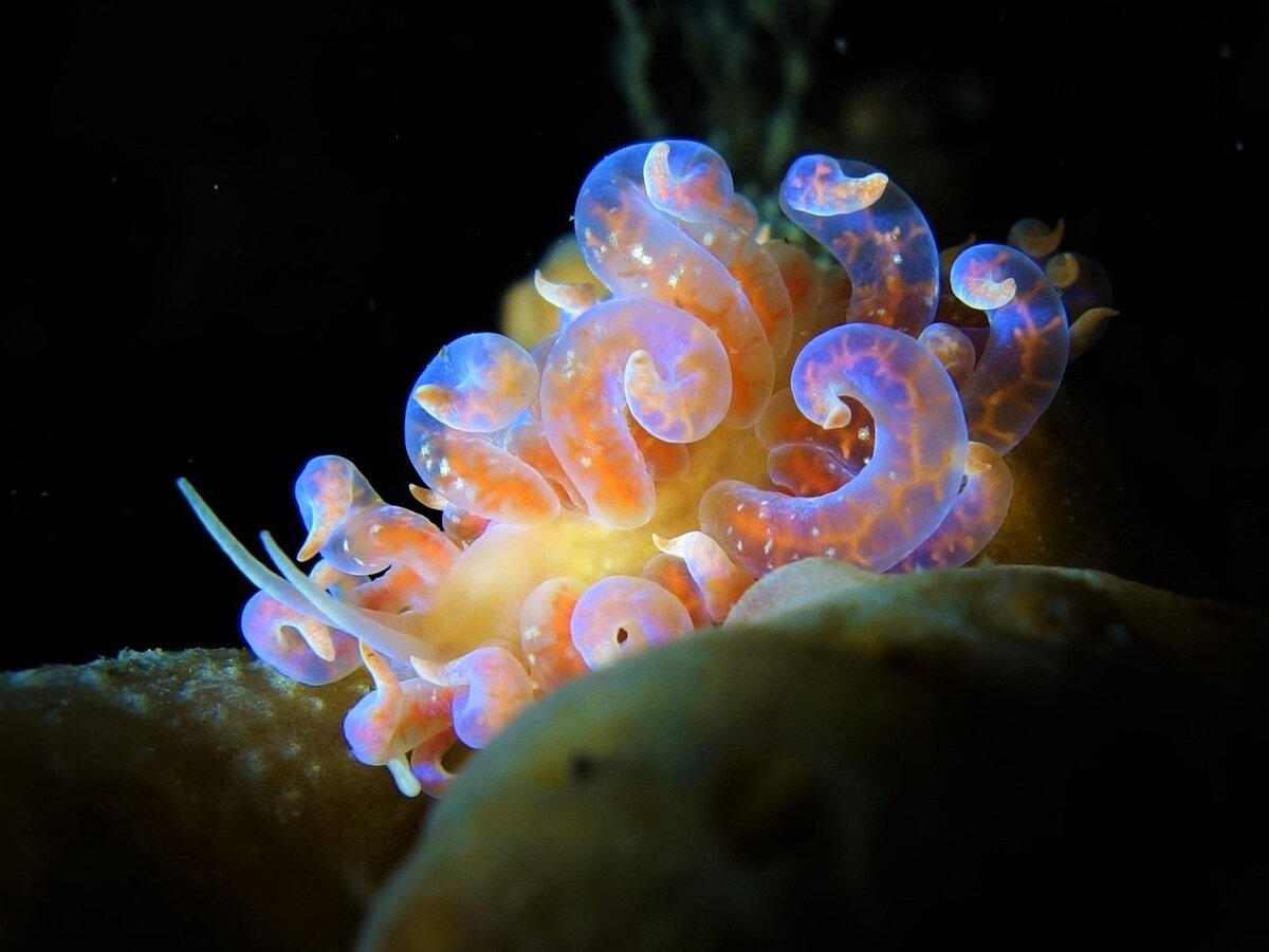 Phyllodesmium Poindimiei. Фото с сайта https://www.pinterest.com/