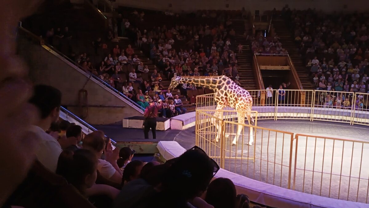 Жираф Багир