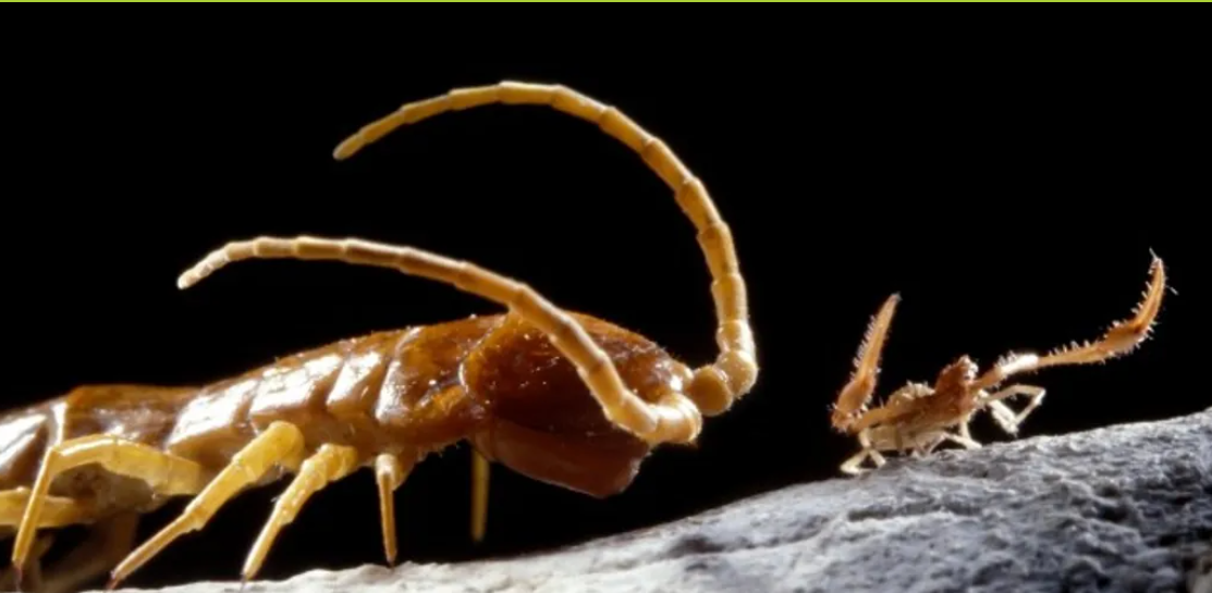 Крупный план сороконожки Criptos anomalans (слева), противостоящей ложноскорпиону меньшего размера. Оба этих вида встречаются только в пещере Мовиле.