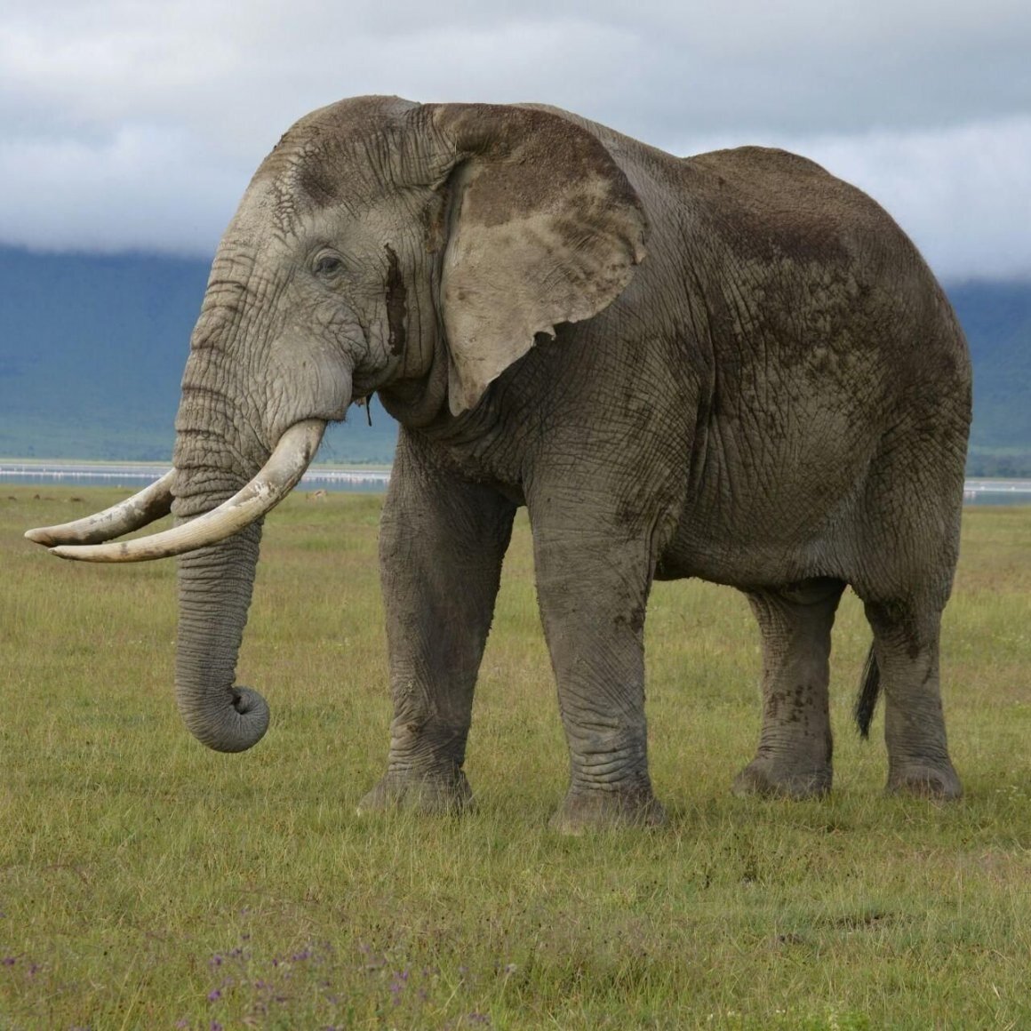 Азиатский слон. Яндекс.Картинки