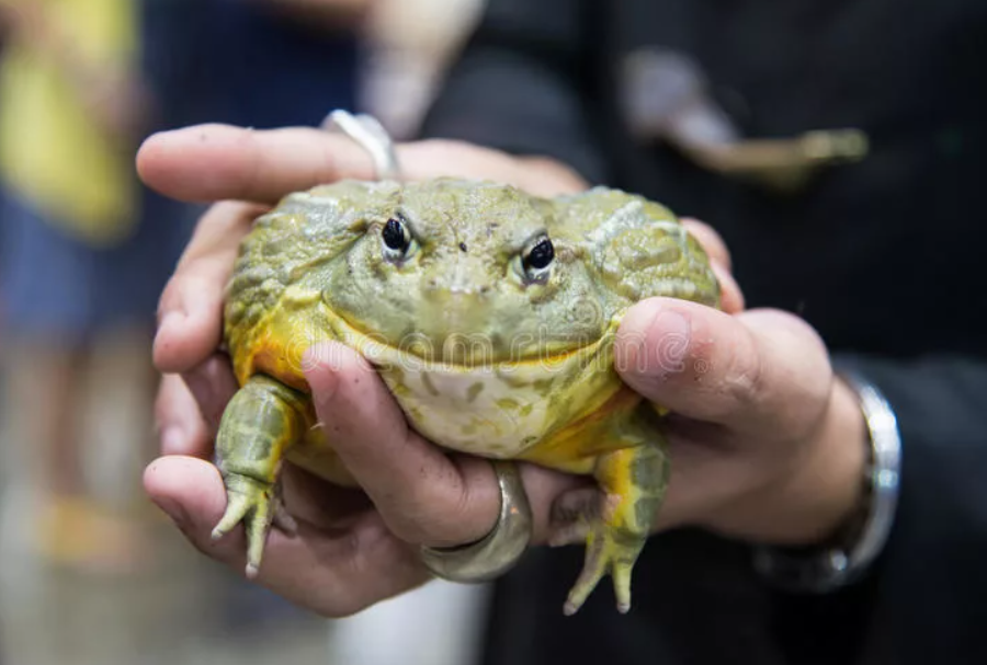 убери жабу. лягушка в руках. жаба мальчик. держи жабу аниме. убери жабу.