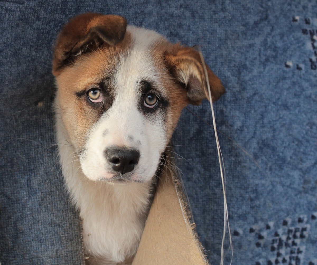 Фото из открытого источника